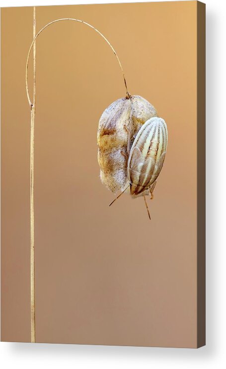 Sardinia Acrylic Print featuring the photograph Immature Shield Bug by Heath Mcdonald/science Photo Library