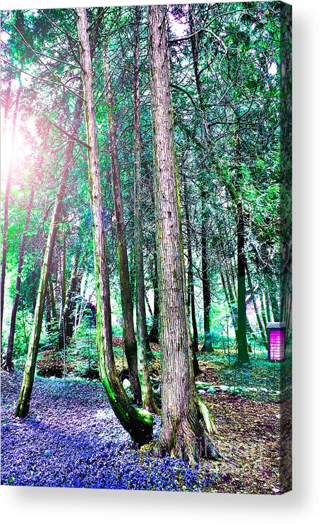 Trees Acrylic Print featuring the photograph In For A Big Surprise by Nina Silver