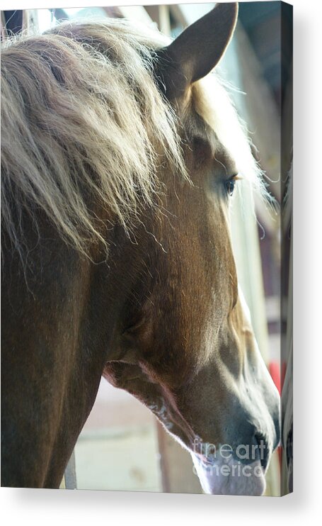 Horse Acrylic Print featuring the photograph In His Farthest Wanderings Still He Sees by Linda Shafer