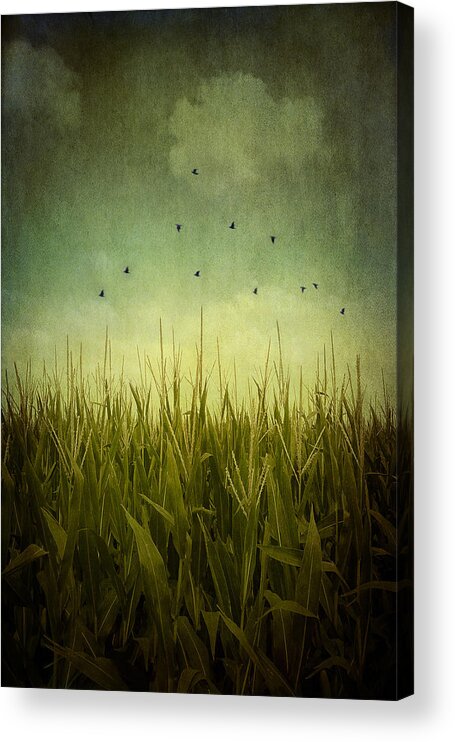 Textures Acrylic Print featuring the photograph In the Field by Trish Mistric