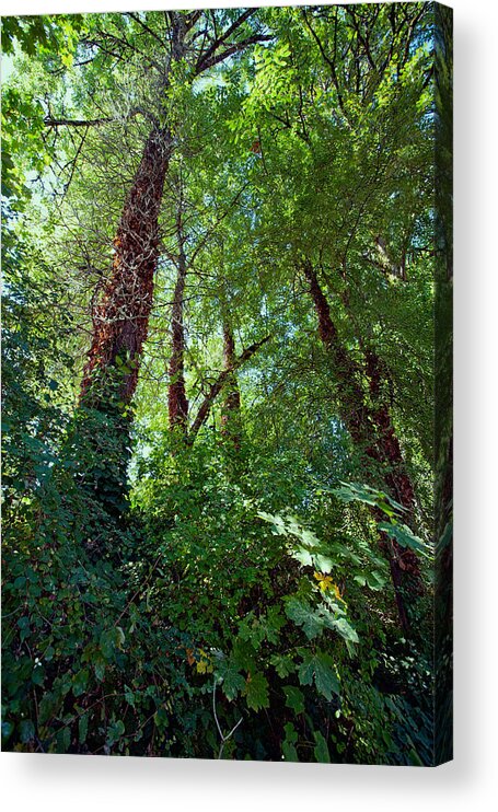Forest Acrylic Print featuring the photograph In the Quiet Forest by Bonnie Bruno