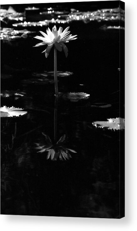 Water Lily Acrylic Print featuring the photograph Infrared - Water Lily 03 by Pamela Critchlow