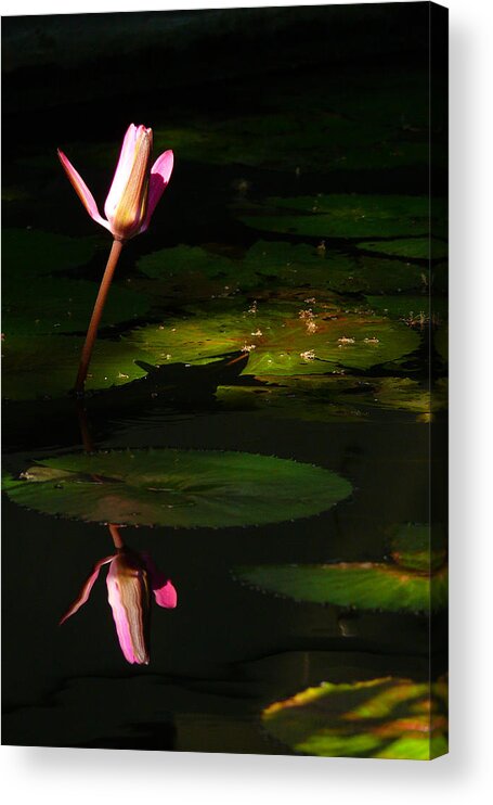 Lotus Acrylic Print featuring the photograph Inner Peace by Evelyn Tambour