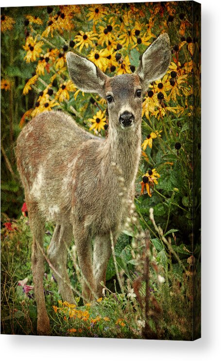 Fawn Acrylic Print featuring the photograph Innocent Fawn and Flowers by Peggy Collins