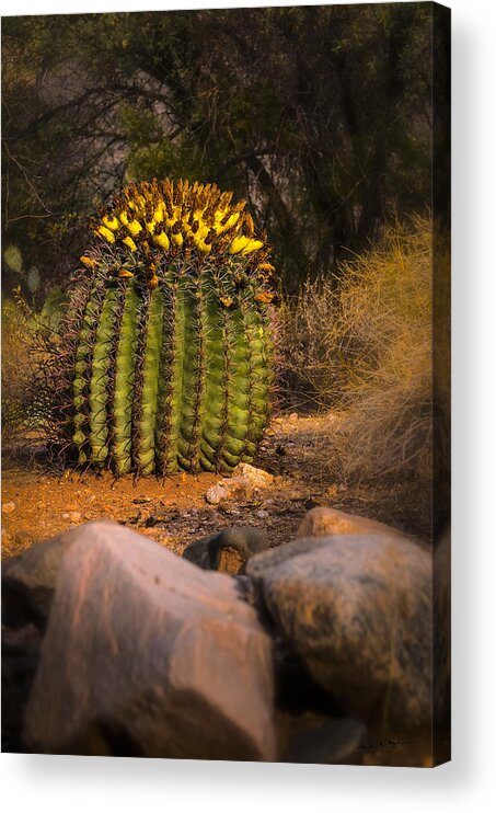 2013 Acrylic Print featuring the photograph Into The Prickly Barrel by Mark Myhaver