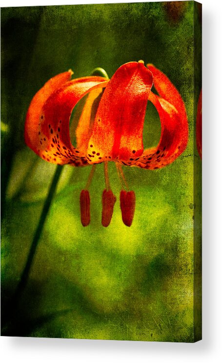 Shasta Lily Acrylic Print featuring the photograph Invasion by Randy Wood