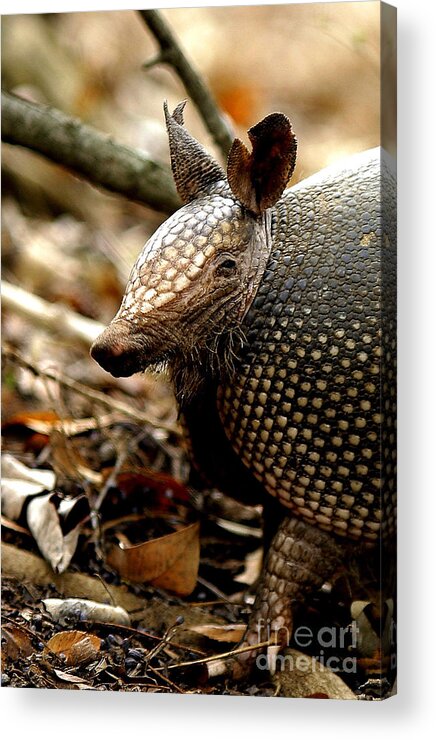 Iphone Acrylic Print featuring the photograph Nine Banded Armadillo by Robert Frederick