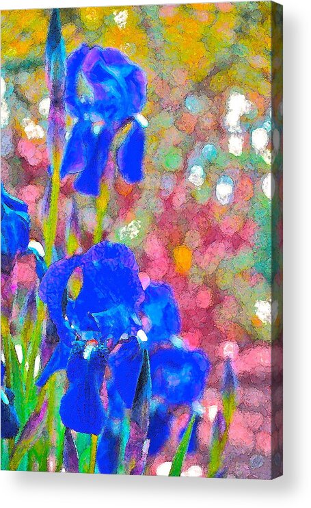 Floral Acrylic Print featuring the photograph Iris 22 by Pamela Cooper
