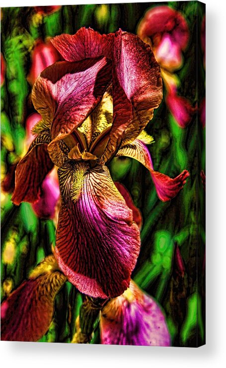 Iris Acrylic Print featuring the photograph Iris with fashionable sense by Toni Hopper