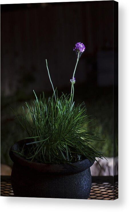 Flowers Acrylic Print featuring the photograph It Comes Alive at Night by Greg Kopriva