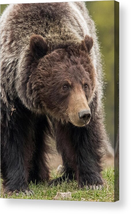 Grizzly Bear Acrylic Print featuring the photograph It's all in the Eyes by Sandy Sisti