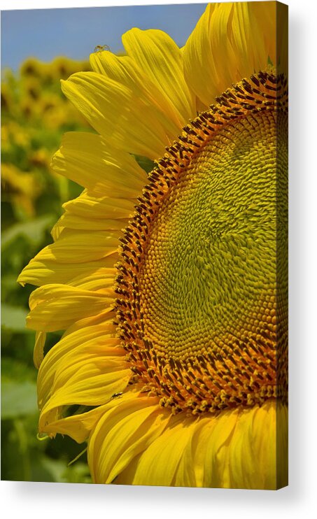 Itsy Bitsy Acrylic Print featuring the photograph Itsy Bitsy by Skip Hunt