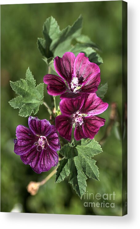 Hollyhock Acrylic Print featuring the photograph Ivy Leafed Geraniums  by Joy Watson
