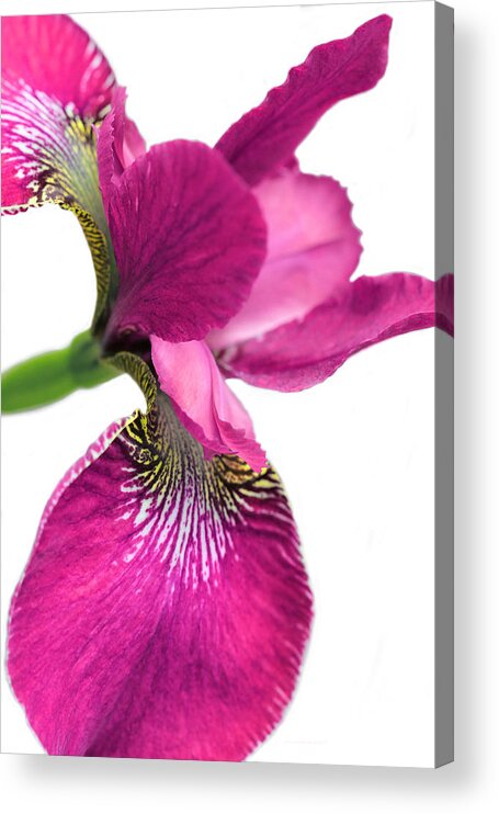 Iris Acrylic Print featuring the photograph Japanese Iris Hot Pink White by Jennie Marie Schell