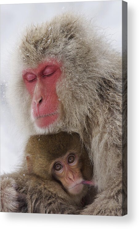 Feb0514 Acrylic Print featuring the photograph Japanese Macaque Mother And Baby by Hiroya Minakuchi