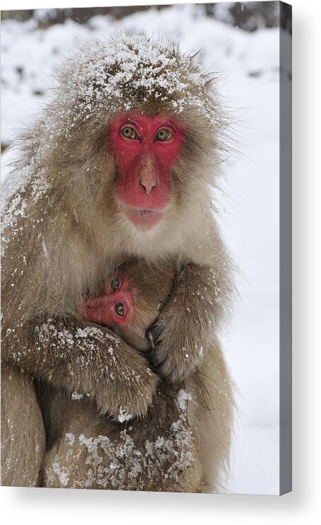 Thomas Marent Acrylic Print featuring the photograph Japanese Macaque Warming Baby by Thomas Marent