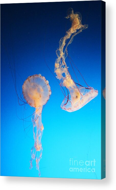 Jellyfish Acrylic Print featuring the photograph Jellies in Blue by Cheryl Del Toro