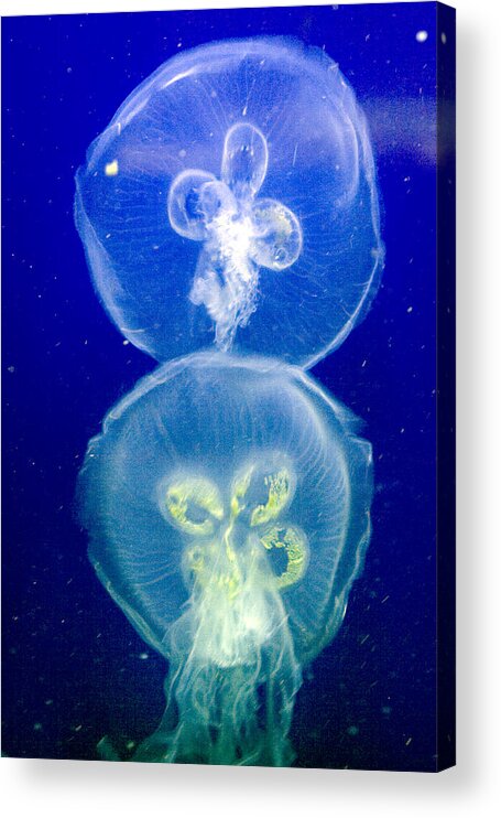 Aquarium Acrylic Print featuring the photograph Jellyfish by Gene Walls