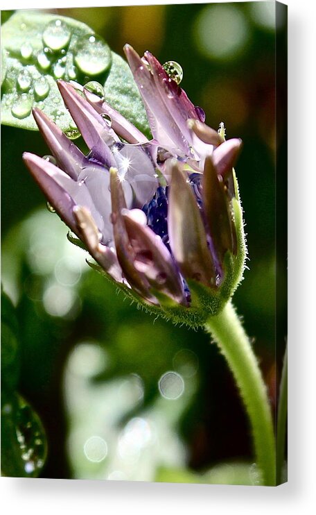 Jewel Acrylic Print featuring the photograph Jewel by Kume Bryant