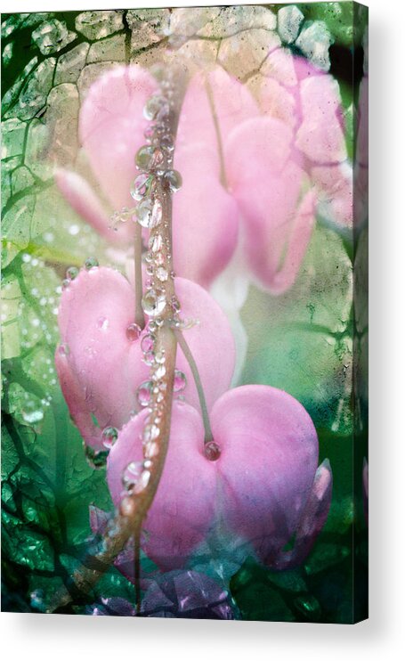 Salem Acrylic Print featuring the photograph Jewels on hearts by Jeff Folger