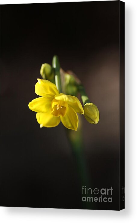 Jonquil Acrylic Print featuring the photograph Jonquil by Joy Watson