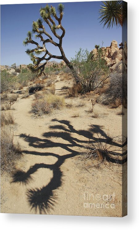 California Acrylic Print featuring the photograph Joshua tree California by Micah May