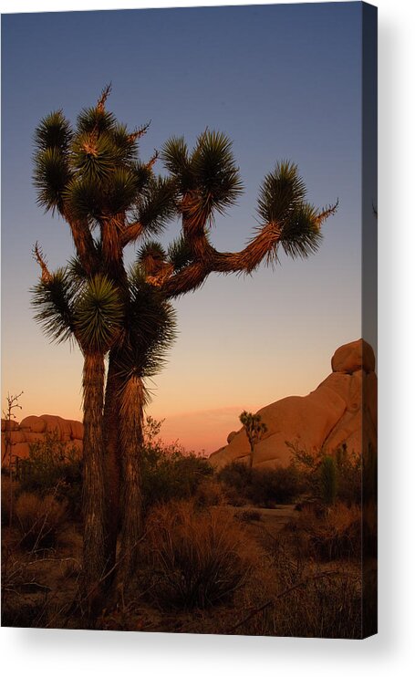 America Acrylic Print featuring the photograph Joshua Tree in the setting sun by Sue Leonard