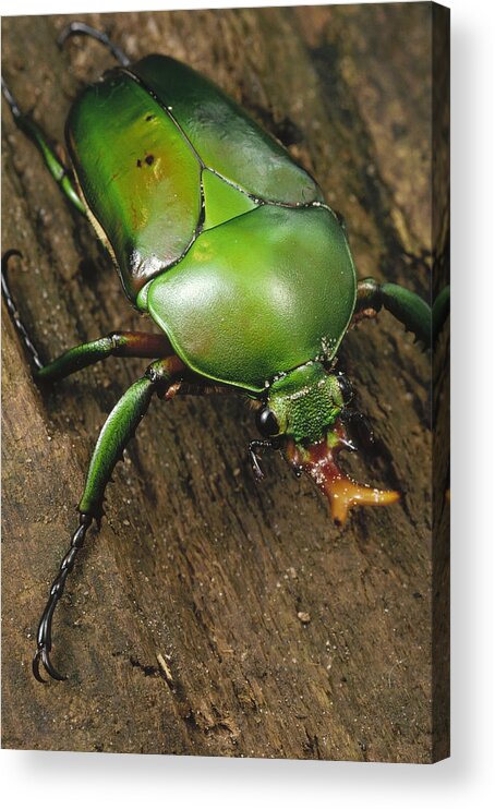 Feb0514 Acrylic Print featuring the photograph June Beetle Portrait Reserve De Campo by Mark Moffett
