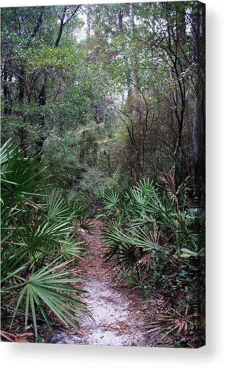 Jungle Acrylic Print featuring the photograph Jungle Trek by David Troxel