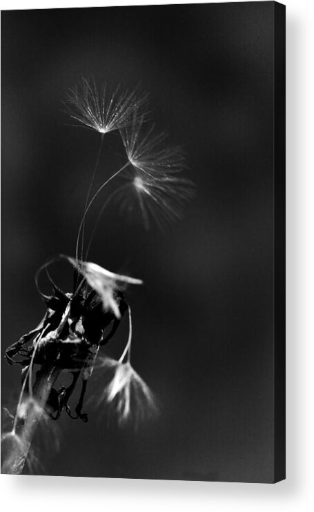 Dandelion Acrylic Print featuring the photograph Just One More Breath by Robert Camp