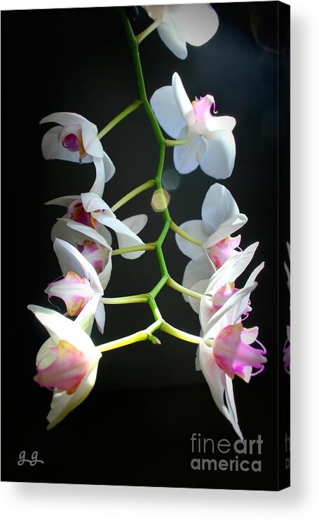 Tropical Acrylic Print featuring the photograph Just Out Of Reach by Geri Glavis