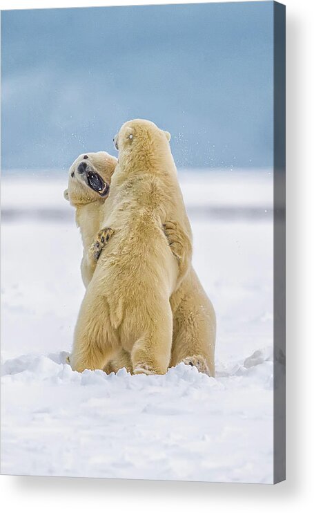 Snow Acrylic Print featuring the photograph Kaktovic Polar Bears Playing by Michael J. Cohen, Photographer