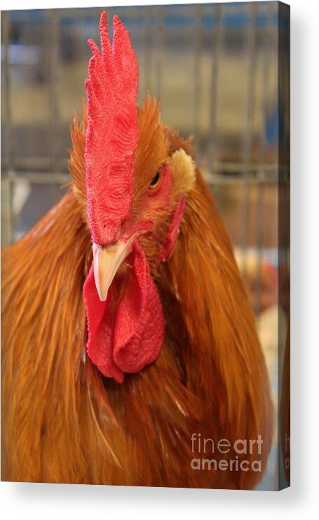 Chicken Acrylic Print featuring the photograph Kansas Red Orange Rooster Close up by Robert D Brozek