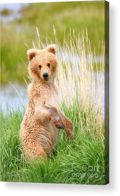 Bear Acrylic Print featuring the photograph Katmai Cub by Bill Singleton
