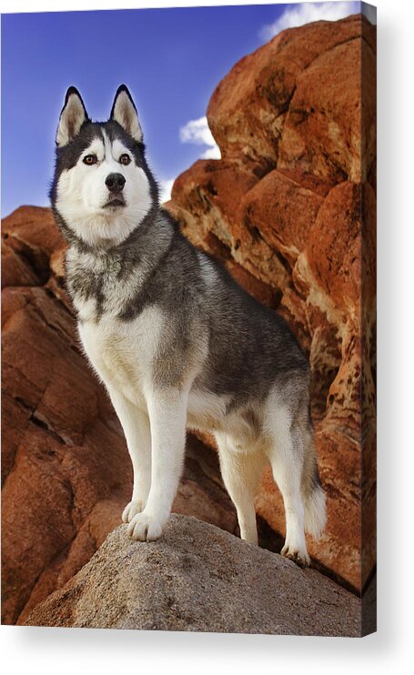 Animal Acrylic Print featuring the photograph King of the Huskies by Brian Cross