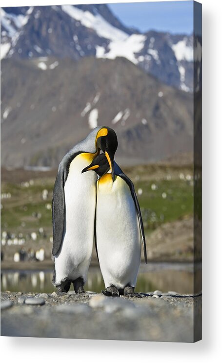Feb0514 Acrylic Print featuring the photograph King Penguins Courting St Andrews Bay by Konrad Wothe