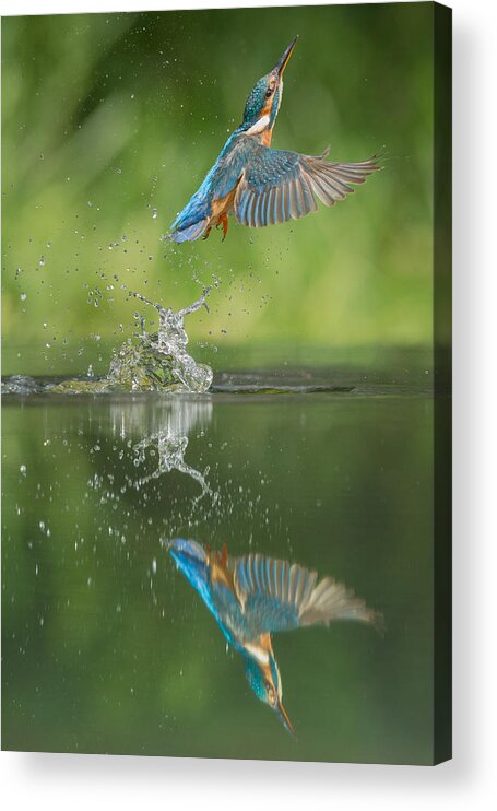 Kingfisher Acrylic Print featuring the photograph Kingfisher by Andy Astbury