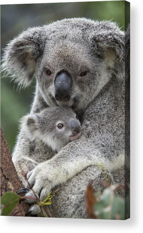 Feb0514 Acrylic Print featuring the photograph Koala Mother Holding Joey Australia by Suzi Eszterhas