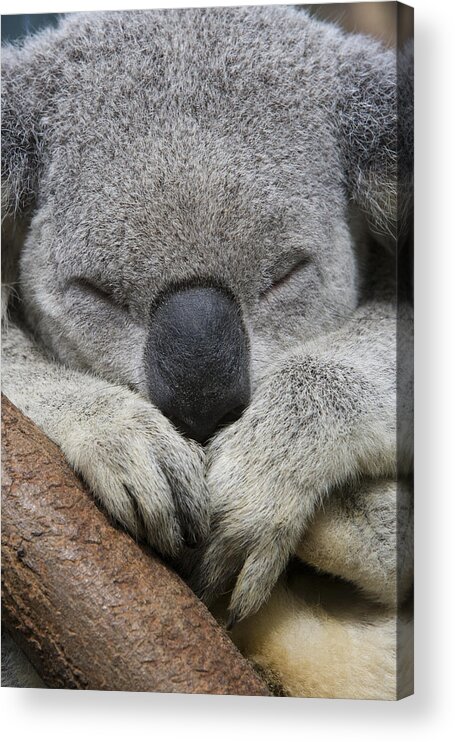 Feb0514 Acrylic Print featuring the photograph Koala Sleeping Australia by Suzi Eszterhas