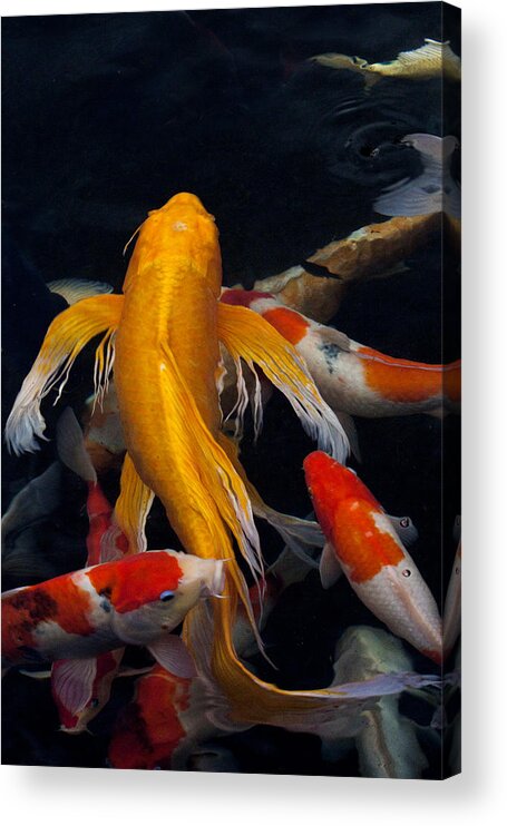 Koi Colorful Fish Maui Hawaii Acrylic Print featuring the photograph koi by James Roemmling