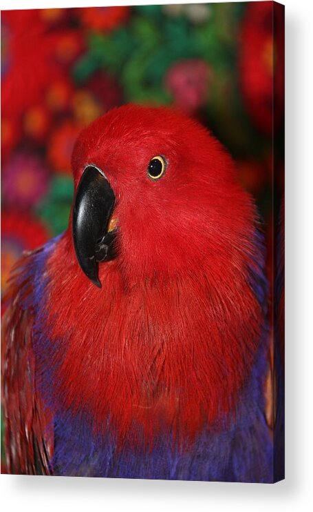 Eclectus Acrylic Print featuring the photograph Lady in Red - Portrait of Eclectus Parrot Victoria by Andrea Lazar