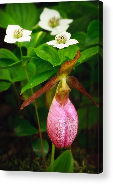 Lady's Slipper Acrylic Print featuring the photograph Ladys Slipper And Bunchberry by Jeff Sinon