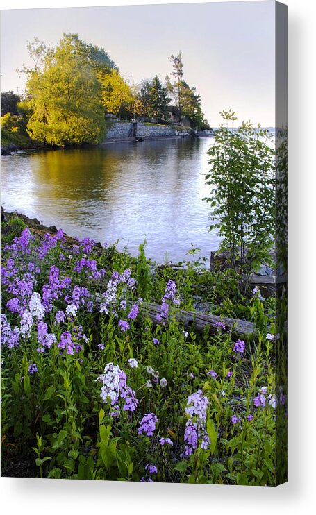 Flowers Acrylic Print featuring the photograph Lake Ontario Flox by Jim Vance