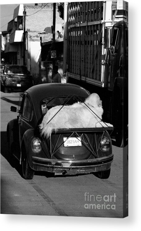 Volkswagen Acrylic Print featuring the photograph Large Dog on Beetle by John Harmon