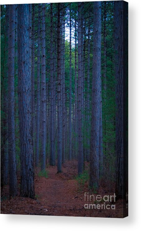Larose Forest Acrylic Print featuring the photograph Larose Forest by Bianca Nadeau
