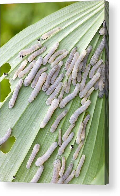 Solomon's Seal Acrylic Print featuring the photograph Larvae of Solomon's Seal Sawfly by Science Photo Library