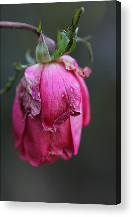 Rose Acrylic Print featuring the photograph Last Rose of Summer by Valerie Collins