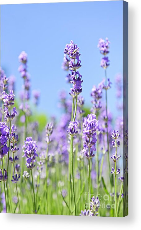 Lavender Acrylic Print featuring the photograph Lavender flowering by Elena Elisseeva