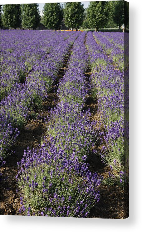 Feb0514 Acrylic Print featuring the photograph Lavender Herb Crop In Flower Japan by Hiroya Minakuchi