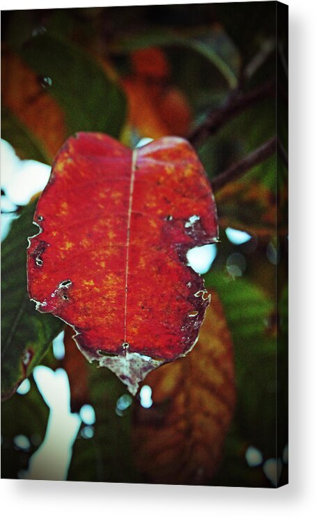 Leaves Acrylic Print featuring the photograph Leaf Wrapped in Red by Audrey Robillard
